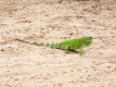 Pousada Galoo - Jericoacoara CE Pousada Galoo - Jericoacoara CE