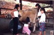 Leite ao pé da vaca
