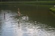 nosso lago com tirolesa aquatica :: Hotel Fazenda Santa Helena - Mairiporã SP nosso lago com tirolesa aquatica :: Hotel Fazenda Santa Helena - Mairiporã SP
