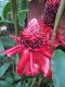 Pousada Tropical Twin Pousada Tropical Twin