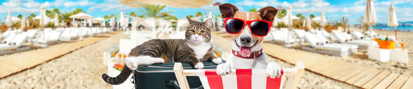 Pousadas que Aceitam Animais Pets / Cachorros e Gatos.