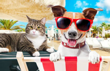 Pousadas que aceitam Pets