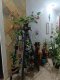 Pousada Betel - Foto 13