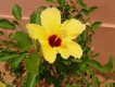 Hibisco Amarelo :: Pousada dos Hibiscos - Foto 25 Hibisco Amarelo :: Pousada dos Hibiscos - Foto 25