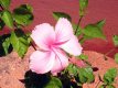 Hibisco Rosa :: Pousada dos Hibiscos - Foto 26 Hibisco Rosa :: Pousada dos Hibiscos - Foto 26