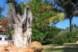 Jardim :: Arco Mundial Taíba - Foto 5 Jardim :: Arco Mundial Taíba - Foto 5