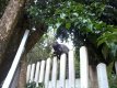 Retrata o mico estrela, típico da região e particularmente um mimo da família da Vovó Duda, temos muitos na pousada, eles comem frutas bem pertinho dos visitantes, são dóceis e espertos . :: Hotel Pousada Vovó Duda - Foto 15 Retrata o mico estrela, típico da região e particularmente um mimo da família da Vovó Duda, temos muitos na pousada, eles comem frutas bem pertinho dos visitantes, são dóceis e espertos . :: Hotel Pousada Vovó Duda - Foto 15