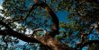 Árvore Pau Monjolo ou sucupira :: Fazenda Monjolos - Pousada - Foto 18 Árvore Pau Monjolo ou sucupira :: Fazenda Monjolos - Pousada - Foto 18