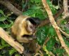 Macaco :: Pousada Albuquerque - Pantanal - Foto 16 Macaco :: Pousada Albuquerque - Pantanal - Foto 16