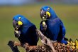 Arara Azul :: Pousada Albuquerque - Pantanal - Foto 12 Arara Azul :: Pousada Albuquerque - Pantanal - Foto 12
