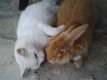 Princesa e Zezinho, (Aceitamos animais de pequeno porte) :: Pousada Recanto da Coruja - Foto 25 Princesa e Zezinho, (Aceitamos animais de pequeno porte) :: Pousada Recanto da Coruja - Foto 25