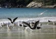 garças se alimentando na beira da praia :: Pousada Paraíso do Atlântico - Foto 10 garças se alimentando na beira da praia :: Pousada Paraíso do Atlântico - Foto 10