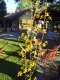 Jardim casa de baixo :: Casa do Ipê Amarelo - Foto 12 Jardim casa de baixo :: Casa do Ipê Amarelo - Foto 12
