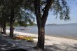 Casuarina centenária próximo a pousada. :: Pousada Xodó da Praia - Foto 20 Casuarina centenária próximo a pousada. :: Pousada Xodó da Praia - Foto 20