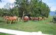 animais da propriedade. :: Pousada Fazenda da Lagoa - Foto 8 animais da propriedade. :: Pousada Fazenda da Lagoa - Foto 8