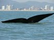 Visitante de Balneário Piçarras :: Pousada Ilha Feia - Foto 4 Visitante de Balneário Piçarras :: Pousada Ilha Feia - Foto 4