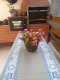 Casa e Hospedagem Carol - Foto 2 Casa e Hospedagem Carol - Foto 2
