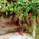Recanto Pietá - Foto 4
