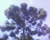 Araucarias :: Pousada Toco - Foto 28 Araucarias :: Pousada Toco - Foto 28