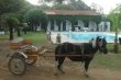 Cavalo :: Pousada das Paineiras - Foto 7 Cavalo :: Pousada das Paineiras - Foto 7