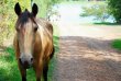 por favor tirar esta foto, não temos mais cavalos e charrete :: Baobá Pousada - Foto 29 por favor tirar esta foto, não temos mais cavalos e charrete :: Baobá Pousada - Foto 29