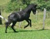 Esportes equinos :: Pousada Caminho da Mata - Foto 20 Esportes equinos :: Pousada Caminho da Mata - Foto 20