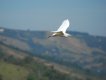 Alguns dos tipos de aves que frequentam nosso local. :: Hotel Fazenda Estancia São Domingos - Foto 17 Alguns dos tipos de aves que frequentam nosso local. :: Hotel Fazenda Estancia São Domingos - Foto 17