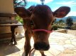 animais da mini fazendinha :: Hotel Fazenda Molise - Foto 10 animais da mini fazendinha :: Hotel Fazenda Molise - Foto 10