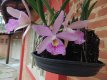 Orquídeas :: Pousada Vale das Orquídeas - Foto 6 Orquídeas :: Pousada Vale das Orquídeas - Foto 6