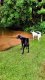 Lago onde os Pets podem nadar :: Pousada Vilarejo do Quim - Foto 22 Lago onde os Pets podem nadar :: Pousada Vilarejo do Quim - Foto 22